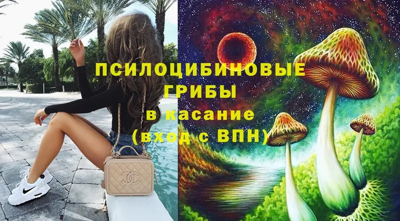 Псилоцибиновые грибы Psilocybe  Порхов 